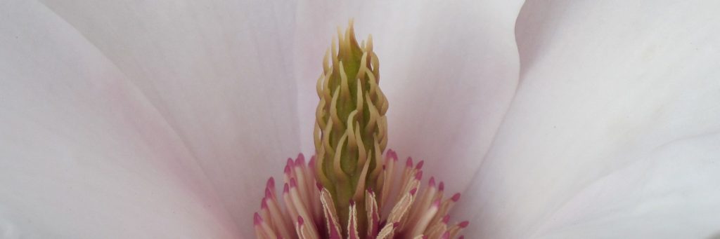 Bild einer wunderschönen Magnolie